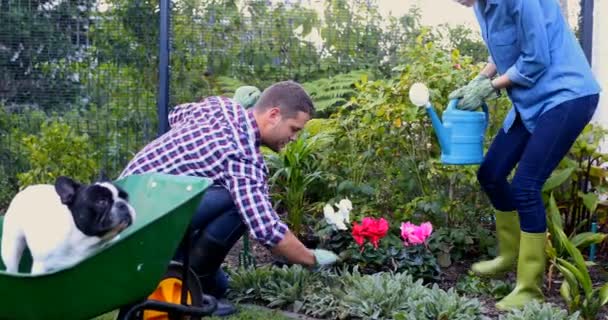 快乐夫妇在花园里浇植物4K — 图库视频影像