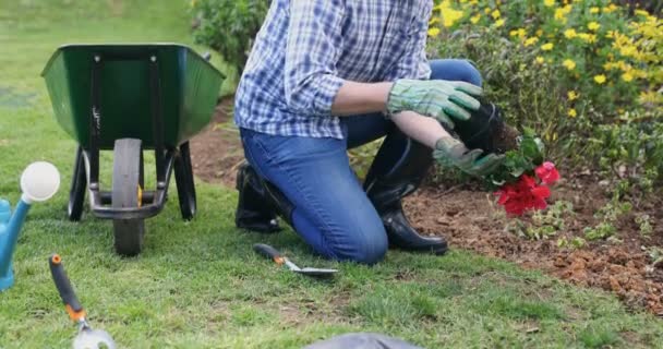 Hombre Maduro Plantando Una Planta Jardín — Vídeo de stock