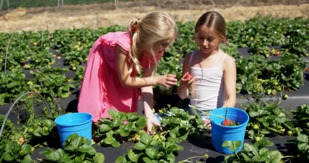 Meisjes Plukken Aardbeien Farm Een Zonnige Dag — Stockvideo