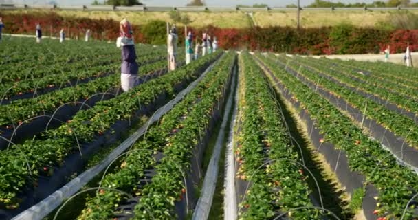 Pertanian Stroberi Dengan Orang Orangan Sawah Pada Hari Yang Cerah — Stok Video
