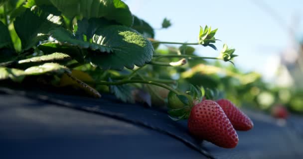 Nahaufnahme Von Erdbeeren Auf Dem Bauernhof Einem Sonnigen Tag — Stockvideo