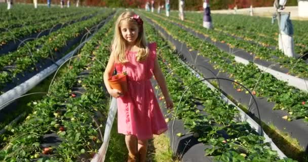 Girl Walking Bucket Strawberry Farm Sunny Day — Stock Video