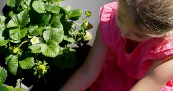 Gadis Memetik Stroberi Peternakan Pada Hari Yang Cerah — Stok Video