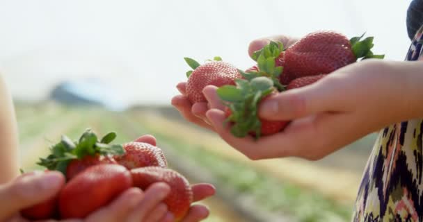 Chicas Sosteniendo Fresas Granja Día Soleado — Vídeo de stock