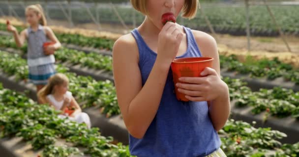 Κορίτσι Τρώει Φράουλα Στο Αγρόκτημα Στο Θερμοκήπιο — Αρχείο Βίντεο