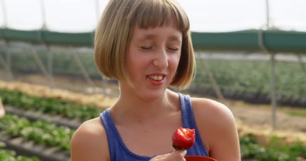 Dziewczynka Jedzenie Truskawka Farmie Cieplarnianych — Wideo stockowe