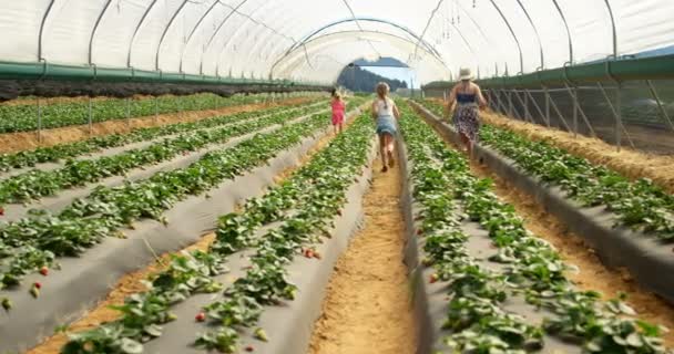 Girls Running Bucket Strawberries Farm Greenhouse — Stock Video