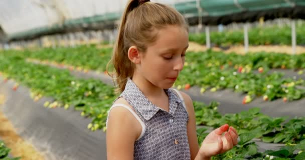 Menina Comendo Morango Fazenda Estufa — Vídeo de Stock