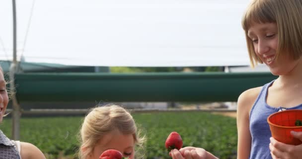 Κορίτσια Κρατώντας Φράουλες Στο Αγρόκτημα Μια Ηλιόλουστη Ημέρα — Αρχείο Βίντεο