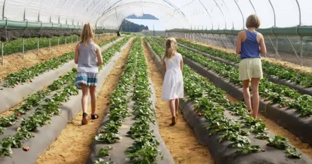 Ragazze Che Camminano Insieme Nella Fattoria Fragole Serra — Video Stock