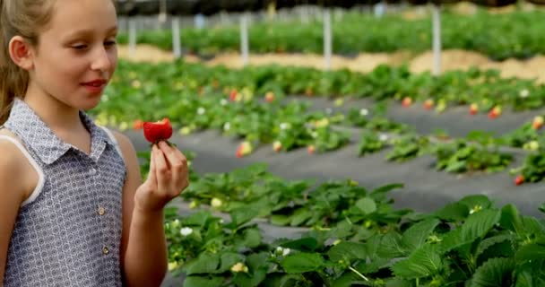 Κορίτσι Τρώει Φράουλα Στο Αγρόκτημα Στο Θερμοκήπιο — Αρχείο Βίντεο