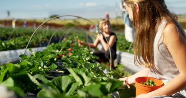 女孩采摘草莓在农场4K — 图库视频影像
