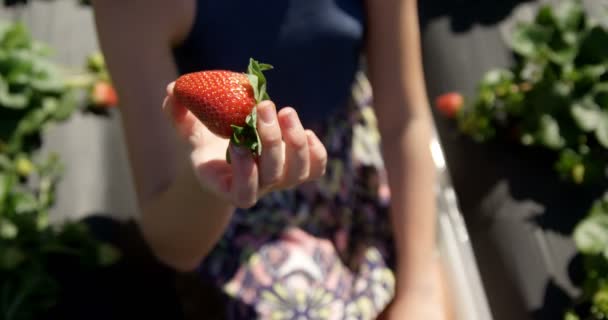 Κορίτσι Που Εξετάζει Μια Φράουλα Στο Αγρόκτημα Μια Ηλιόλουστη Ημέρα — Αρχείο Βίντεο