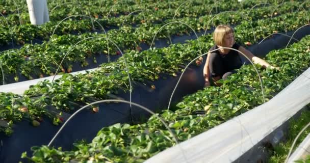 Chica Recogiendo Fresas Granja Día Soleado — Vídeos de Stock