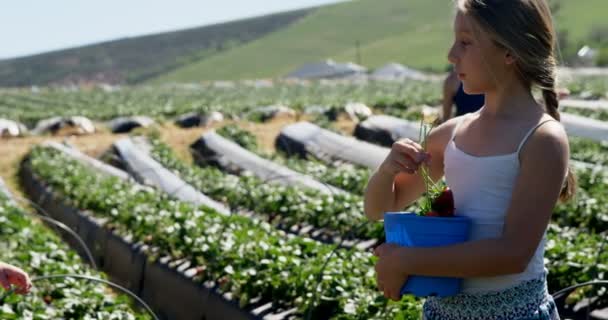 Meninas Segurando Morangos Fazenda Dia Ensolarado — Vídeo de Stock