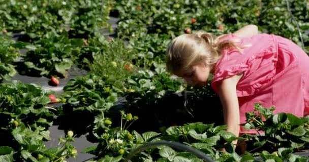 Meninas Pegando Morangos Fazenda Dia Ensolarado — Vídeo de Stock