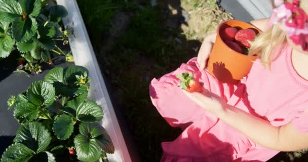 Дівчата Збирають Полуницю Фермі Сонячний День — стокове відео