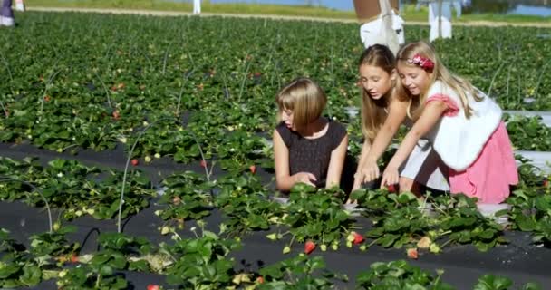 Mädchen Pflücken Erdbeeren Auf Dem Bauernhof Einem Sonnigen Tag — Stockvideo