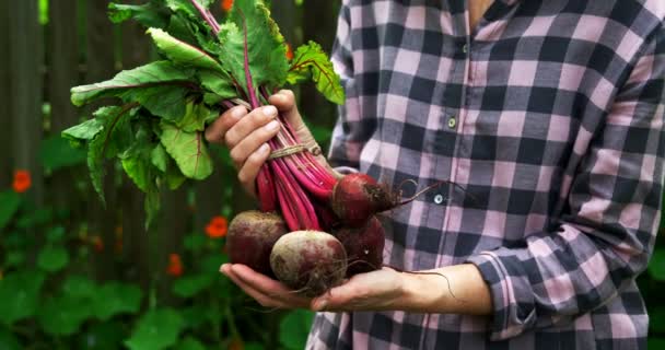 の庭でビートの野菜を保持している成熟した女性 — ストック動画