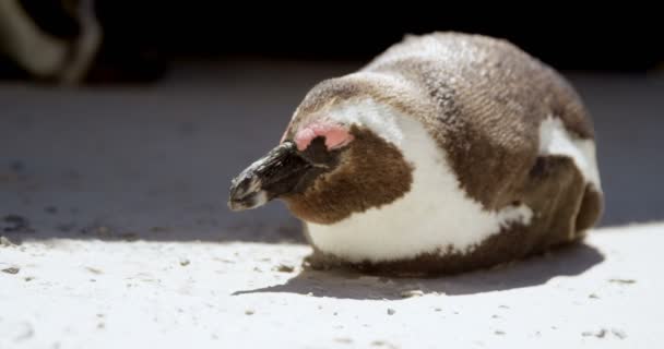 Junger Pinguinvogel Strand Einem Sonnigen Tag — Stockvideo