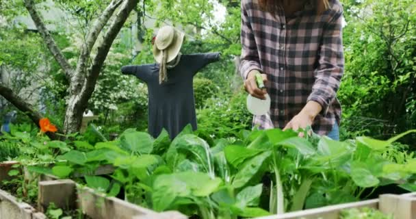 Femme Mûre Arrosant Des Plantes Dans Jardin Par Une Journée — Video