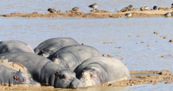 Hipopótamo Relajándose Agua Fangosa Día Soleado — Vídeos de Stock