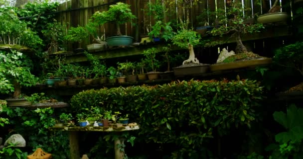 在阳光明媚的日子里在花园里种植成熟的妇女4K — 图库视频影像