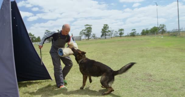 培训师在阳光明媚的日子里训练一只牧羊狗在田野上4K — 图库视频影像