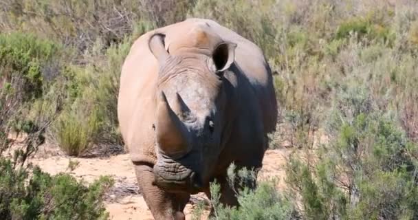 Neushoorn Staande Een Grasland Een Zonnige Dag — Stockvideo