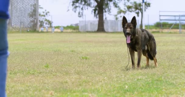 Shepherd Dog Standing Field Sunny Day — Stock Video