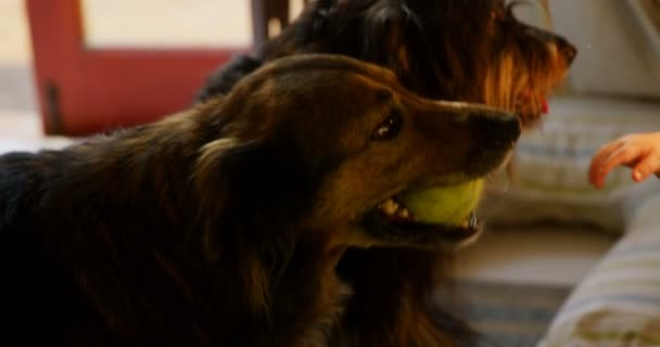 Familia Jugando Con Perro Mascota Casa — Vídeo de stock