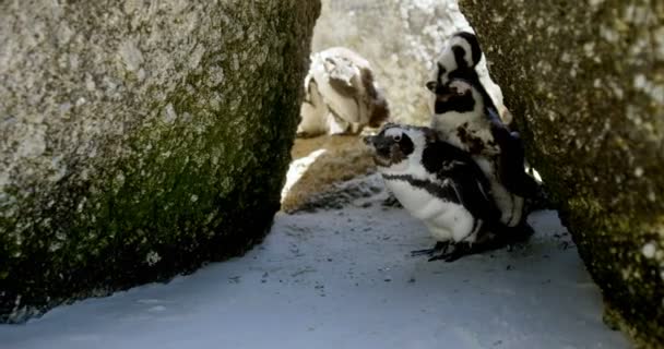 Pingüinos Jóvenes Playa Día Soleado — Vídeos de Stock