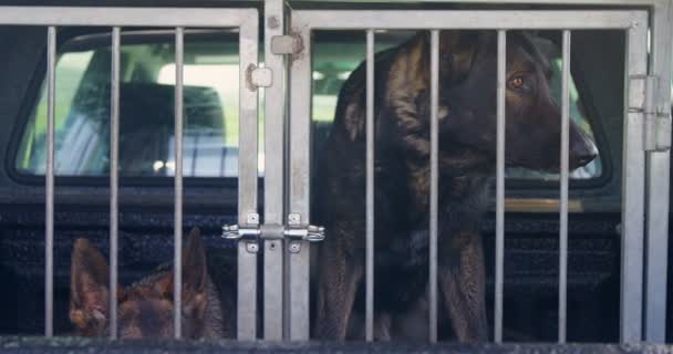 Shepherd Dogs Sitting Cage Farm — Stock Video