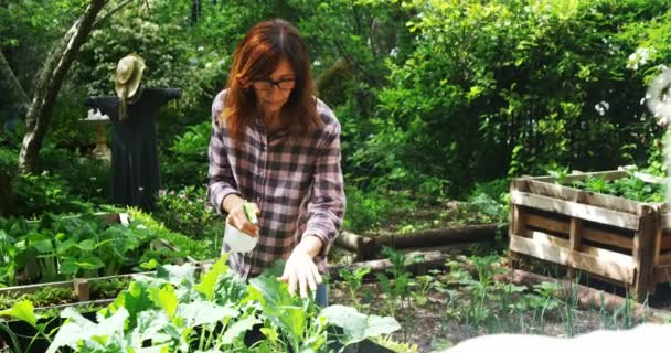 Femme Mûre Arrosant Des Plantes Dans Jardin Par Une Journée — Video