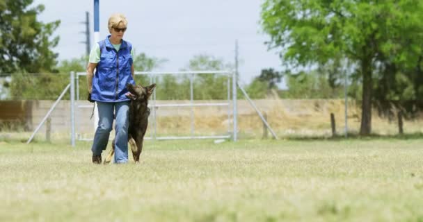 晴れた日に フィールドで飼い主と一緒に歩いているシェパード犬 — ストック動画