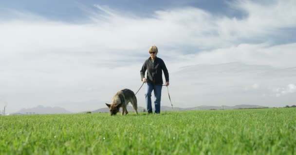 牧羊人狗与他的主人在绿色农场散步4K — 图库视频影像