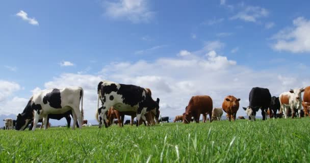 Βοοειδή Βόσκουν Στο Αγρόκτημα Μια Ηλιόλουστη Ημέρα — Αρχείο Βίντεο