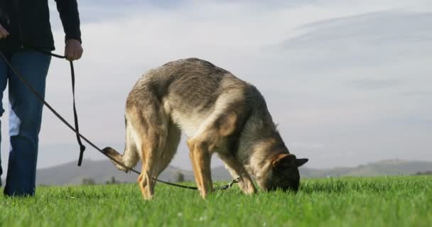 Ποιμενικός Σκύλος Περπάτημα Τον Ιδιοκτήτη Του Στην Πράσινη Αγρόκτημα — Αρχείο Βίντεο