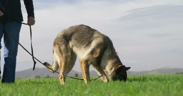 Vallhund Promenader Med Sin Ägare Gröna Gården — Stockvideo