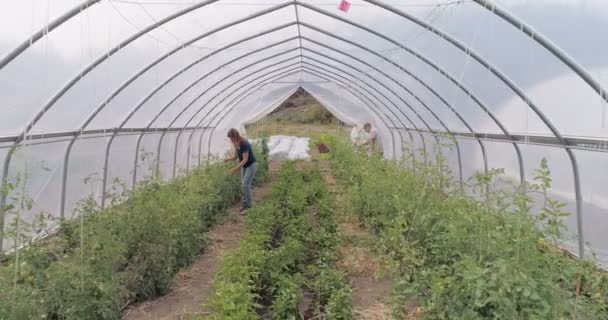 Dos Agricultores Trabajando Campo Invernadero — Vídeos de Stock