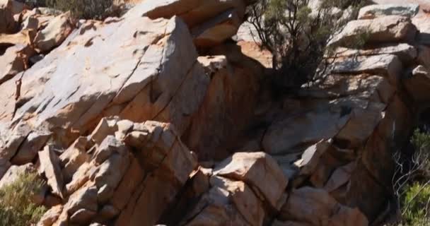 Löwe Sitzt Auf Einem Felsen Einem Sonnigen Tag — Stockvideo