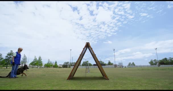 培训师在阳光明媚的日子在田野里训练牧羊狗4K — 图库视频影像