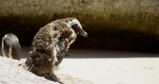 Junge Pinguinvögel Strand Einem Sonnigen Tag — Stockvideo