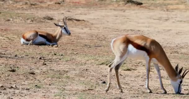 Biches Sauvages Broutant Sur Une Terre Stérile Par Une Journée — Video