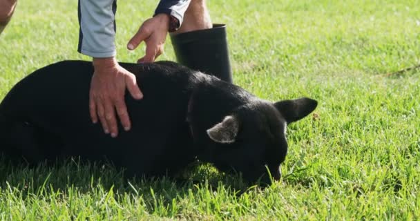 Пастушья Собака Своим Хозяином Зеленой Ферме — стоковое видео