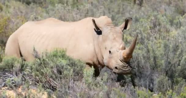 Neushoorn Staande Een Grasland Een Zonnige Dag — Stockvideo