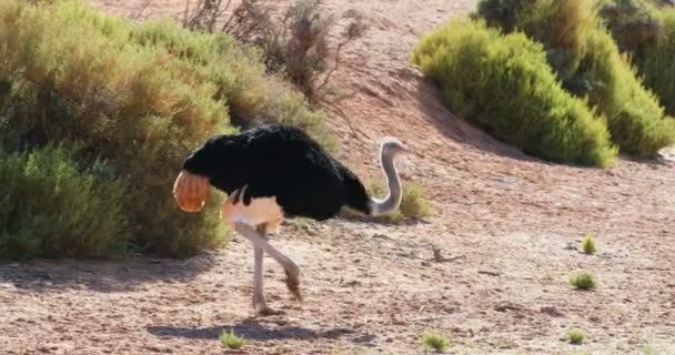 Ostrich Standing Dusty Land Sunny Day — Stock Video