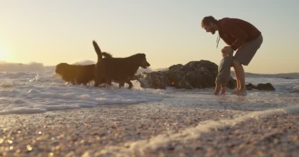 Πατέρας Και Μωρό Αγόρι Που Παίζει Σκυλί Τους Στην Παραλία — Αρχείο Βίντεο