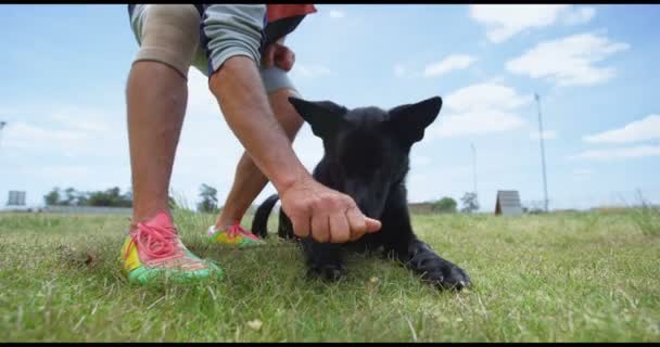 Treinador Alimentando Seu Cão Campo — Vídeo de Stock