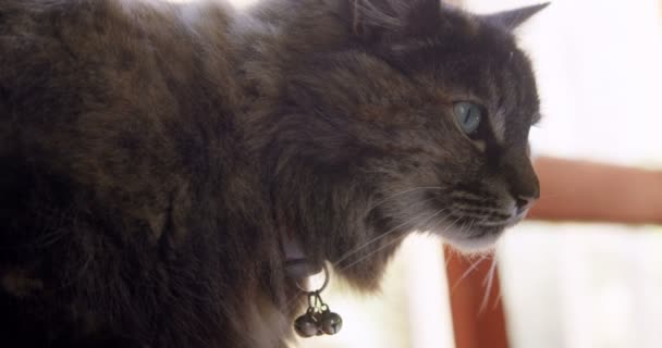 ホームの で猫のクローズ アップ — ストック動画